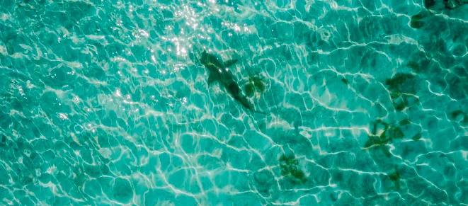 Un cane attacca uno squalo martello alle Bahamas
